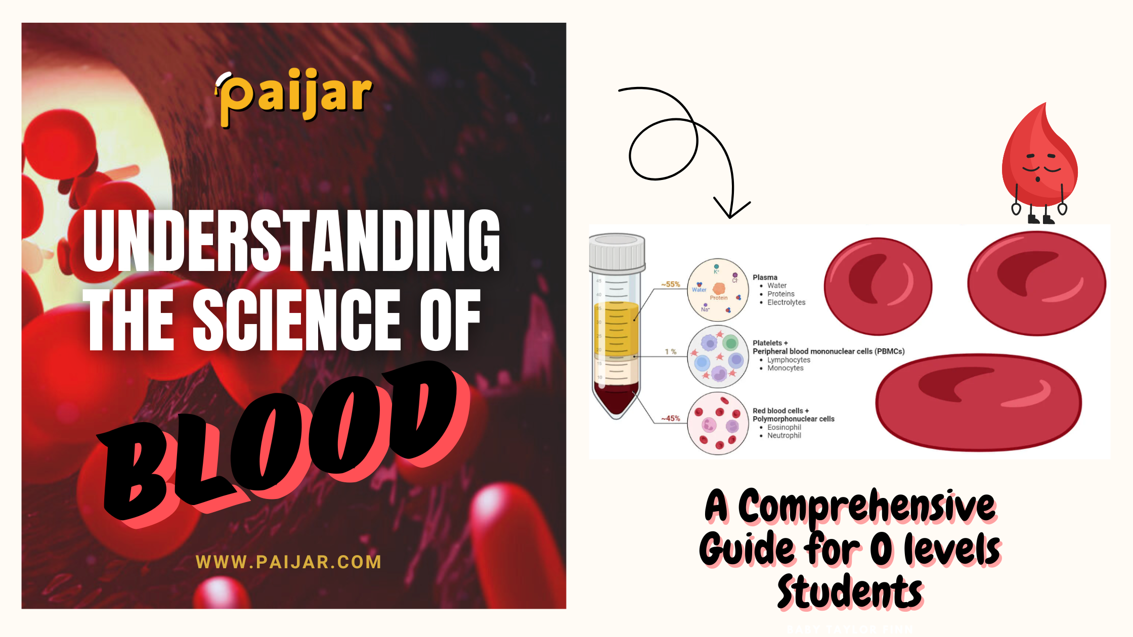 Blood: Red blood cells, White blood cells, Platelets, & Plasma