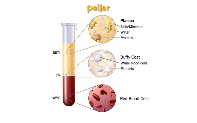 Blood: Red blood cells, White blood cells, Platelets, & Plasma