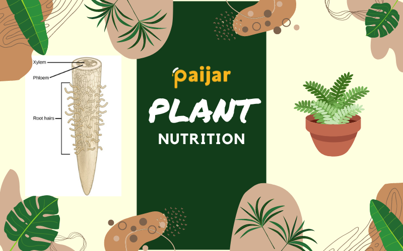 Plant Nutrition: Macronutrients and Micronutrients