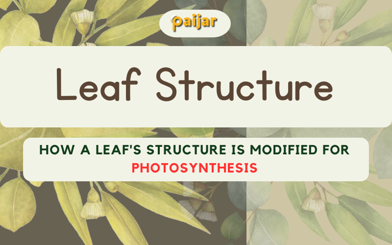 Leaf Structure